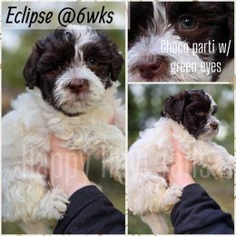 Eclipse - Chocolate male Havanese puppy in Kansas City, Missouri from Happy Havi Tails