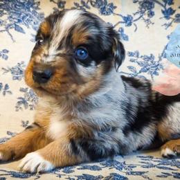 Falcon - Blue merle male Australian Shepherd puppy in Honeoye Falls, New York from Soaring SKKY Australian shepherds