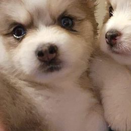 Pomskies from Precious House Of Pomskies
