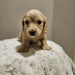 Dachshund Puppies from Loyal Lil Dachshunds