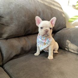 French Bulldog Puppies from House of Imports Frenchies