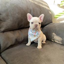 French Bulldog Puppies from House of Imports Frenchies