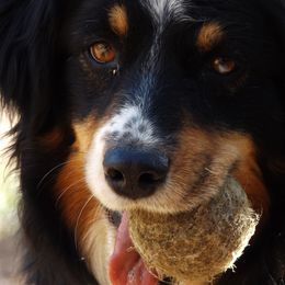 Australian Shepherds from Silverheels Australian shepherds