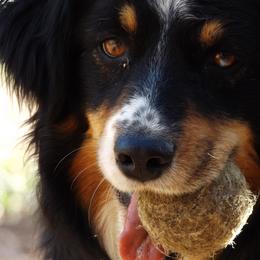 Australian Shepherds from Silverheels Australian shepherds