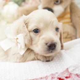 Dereck McDreamy - Cream male Dachshund puppy in Big Rapids, Michigan from 30 Acre Woods Dachshunds