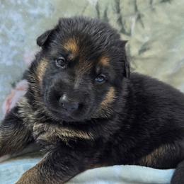 Sable female HILDA - Sable female German Shepherd puppy in Buckfield, Maine from Levesques German Shepherds