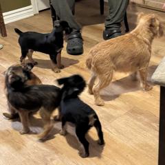 Brussels Griffon Puppies from Cinnabar Brussel's Griffons