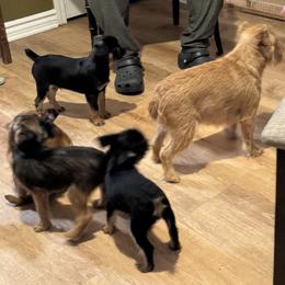 Brussels Griffon Puppies from Cinnabar Brussel's Griffons