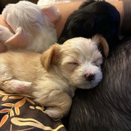 Blonde Male - Cream male Yorkipoo puppy in Topeka, Kansas from Bayless Yorkiepoos