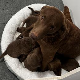 Black collar - Brown male Chesapeake Bay Retriever puppy in Pisgah Forest, North Carolina from Whiskey Creek Chesapeakes