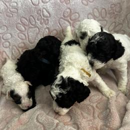 Poodle Puppies from Poodle Parade