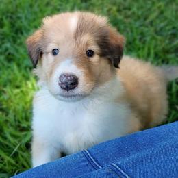 Captain Jack red - Sable merle and white male Collie puppy in Salem, Indiana from Living Blessed Collies