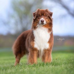 Lotto - Australian Shepherd