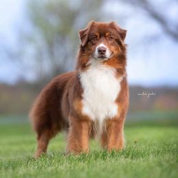 Lotto - Australian Shepherd