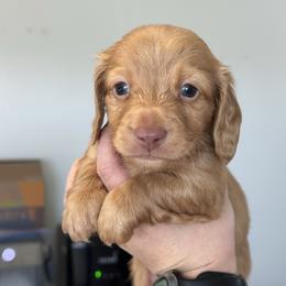 Boy 3 - Cream male Dachshund puppy in Las Animas, Colorado from J&D Dachsies