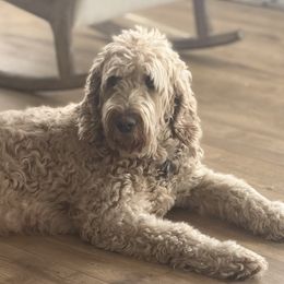 Laudee - Goldendoodle