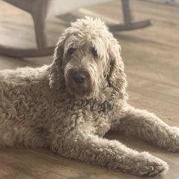 Laudee - Goldendoodle