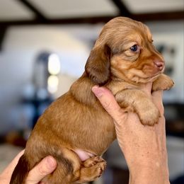 Frankie - Chocolate and cream female Dachshund puppy in Queen Creek, Arizona from Jolly Rogers Dachshunds