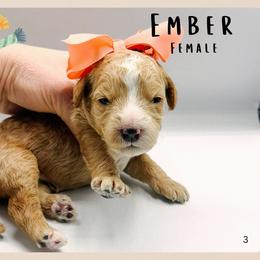 Ember - Red  female Goldendoodle puppy in Hilton, New York from The House of Goldendoodle