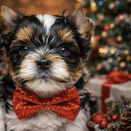 Boy 1 - Black tan and white male Biewer Terrier puppy in Woodside, New York from Allure Biewer Terriers