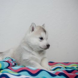 Siberian Husky Puppies from Shedenara Siberians