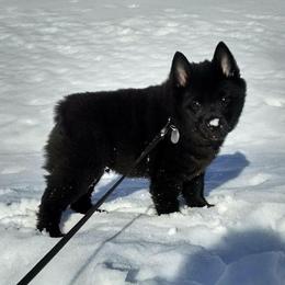 Schipperke All Grown Up from Safari Schipperkes