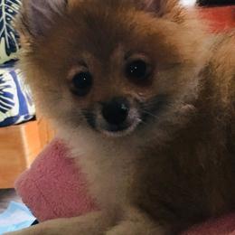 Pomeranian Puppies from Jonna's Poms