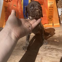 Boy 4 - German Shorthaired Pointer puppy in Buckner, Missouri from Bourbon Creek Kennels