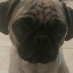 Stella - Pug