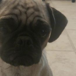 Stella - Pug