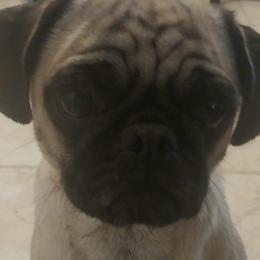 Stella - Pug