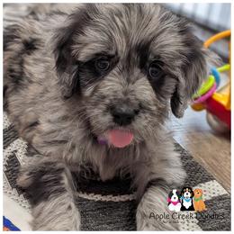 RIVER - OFA-Genetics-2 year warranty. - Merle female Goldendoodle puppy in Jeddo, Michigan from Apple Creek Doodles