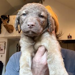 Chesapeake Bay Retriever Puppies from Ghost Dog Chesapeakes