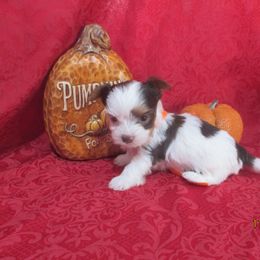 Yorkshire Terrier Puppies from Grandma's Yorkie Cottage