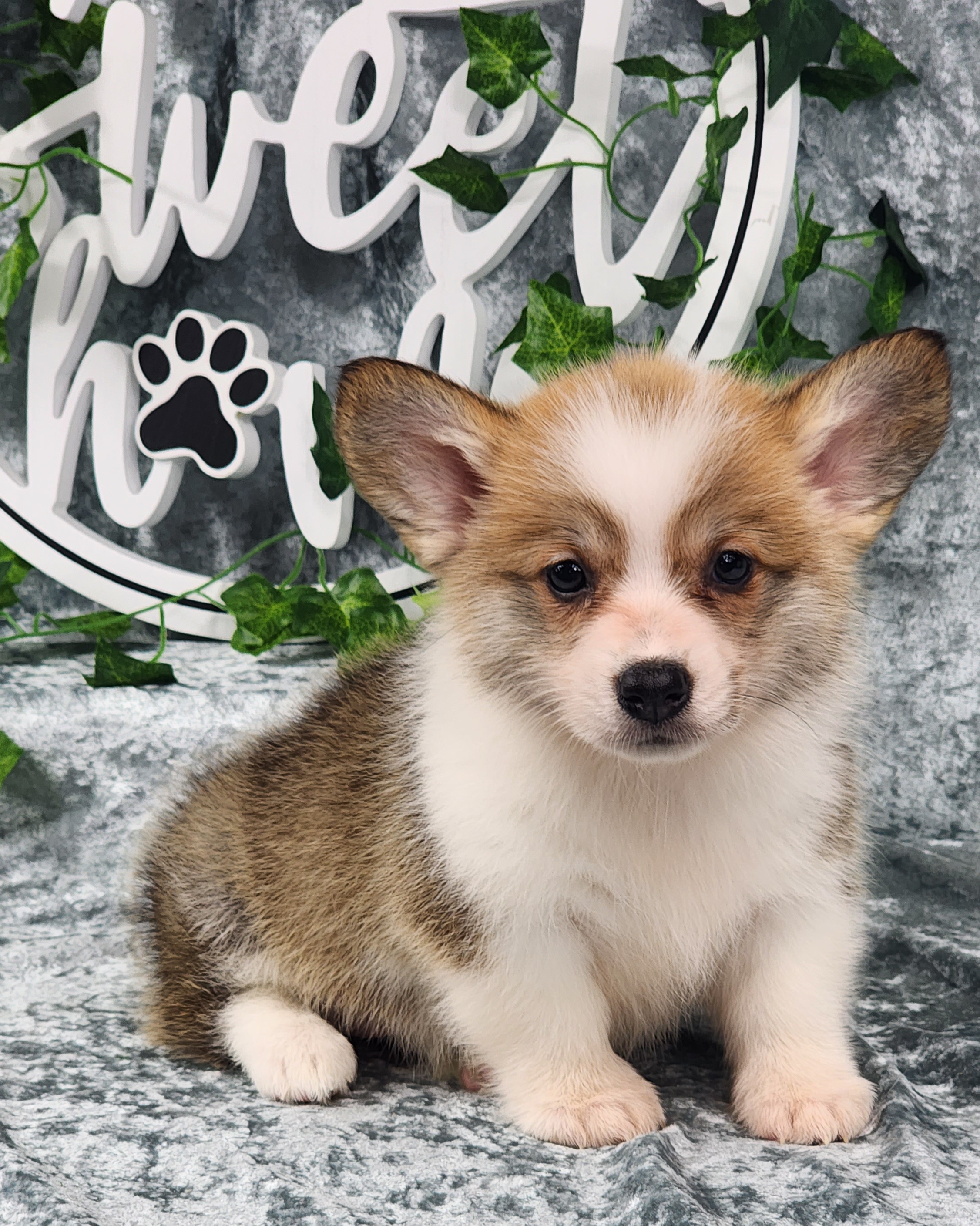 Pembroke Welsh Corgi Puppies from Hilltop Corgis