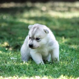 Siberian Husky Puppies from Shedenara Siberians