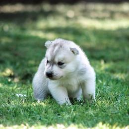 Siberian Husky Puppies from Shedenara Siberians