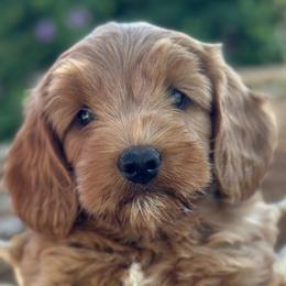 Sycamore Canyon's Summer - Caramel red female Australian Labradoodle puppy in Riverside, California from Sycamore Canyon Labradoodle