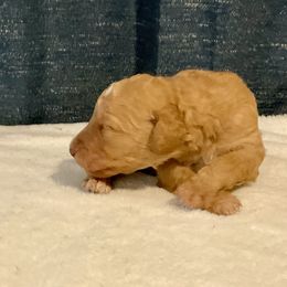 Apricot boy - male Golden Mountain Doodle puppy in Blue Springs, Missouri from Jeanie’s Doodles