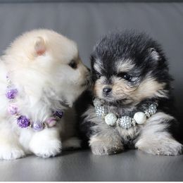 Pomeranian Puppies from Canine Charm & Co