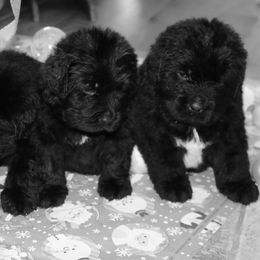 Girl 4 - Black female Newfoundland puppy in Ellendale Forge, Pennsylvania from Opening Heavens Doors Newfoundlands