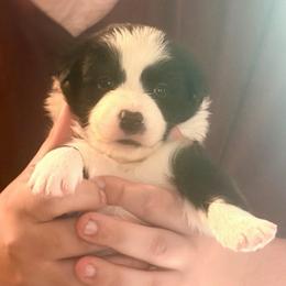 Hope - Black and white female Border Collie puppy in Lebanon, Oregon from Cahill’s Canines