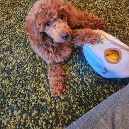 Coton de Tulear and Poodle Puppies from Legacy Pets