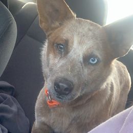 Australian Cattle Dogs from Southern Ark ACDS