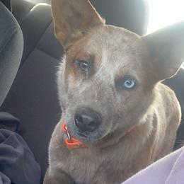 Australian Cattle Dogs from Southern Ark ACDS