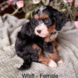 Whiff - Tri-color female Bernedoodle puppy in Royse City, Texas from Platinum Bernedoodles of Texas