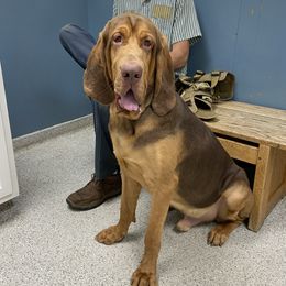 Pickett - Australian Cattle Dog