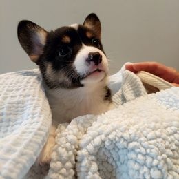Pembroke Welsh Corgi Puppies from Patrick's Pembroke Welsh Corgis