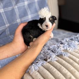 Aphrodite - Tri-color female Bernedoodle puppy in Sweetwater, Florida from Sandy Snout Doodles