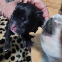 French Bulldog Puppies from Absolute Frenchie's